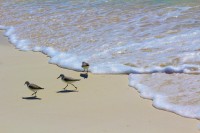 Cuban beach birds