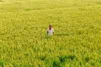 En el campo de arroz