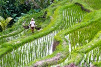 Terrazas de arroz, Bali