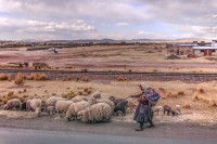 Pastora del Altiplano