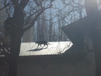el gato en el tejado