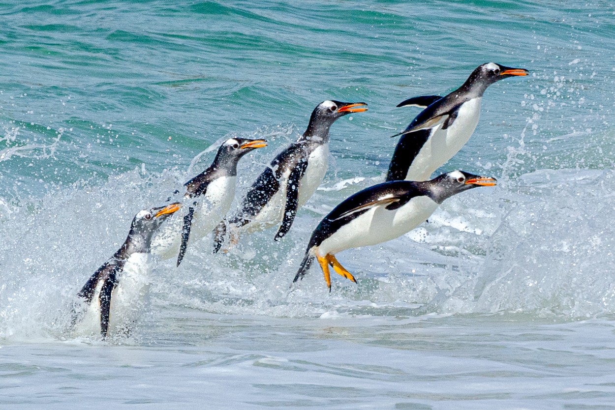 Pinginos voladores