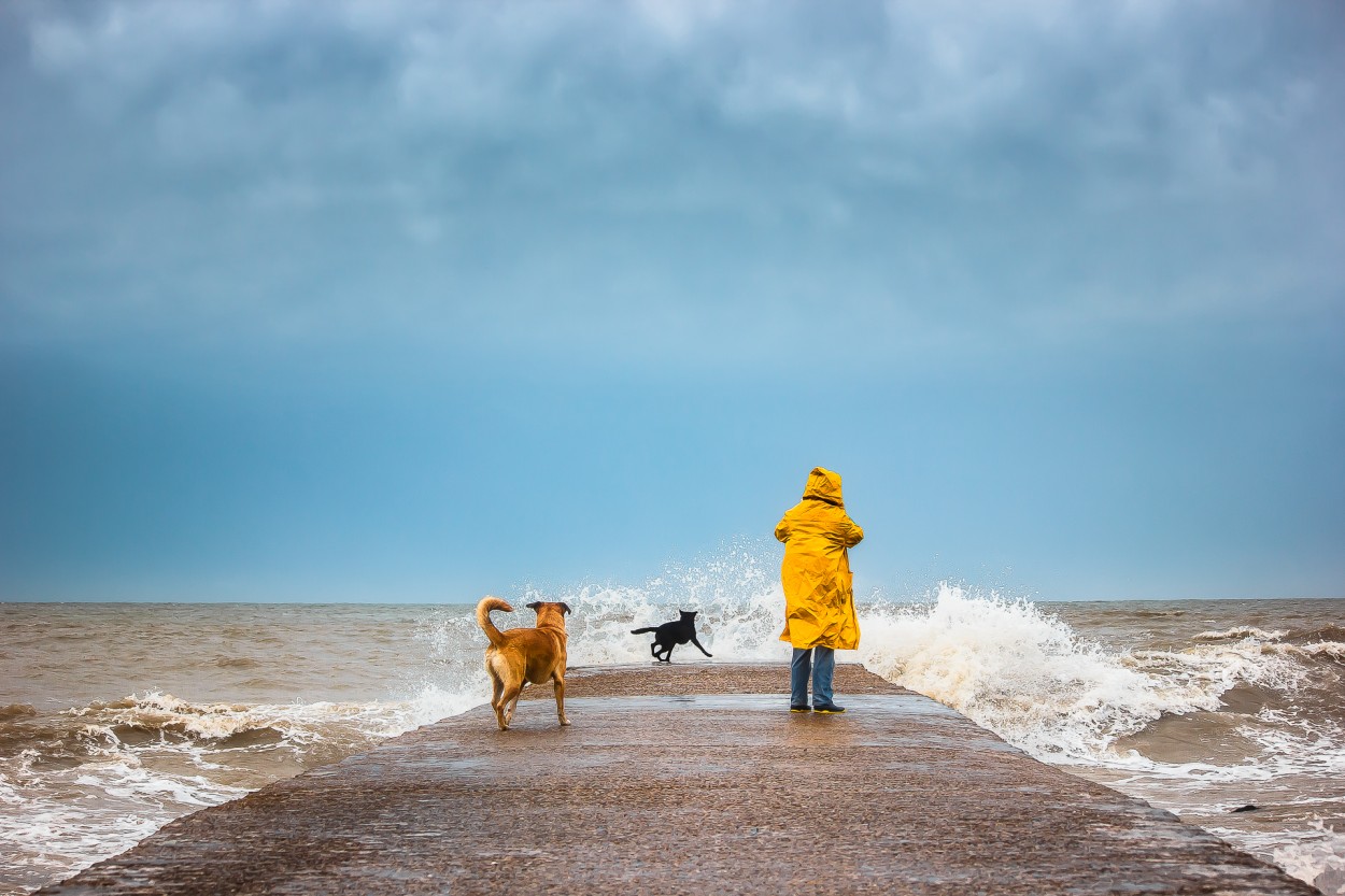 Los valientes perros contra las fuertes olas