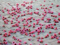 Flores en el asfalto
