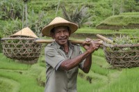 Trabajador del arroz en Bali
