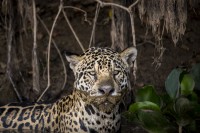 el jaguar