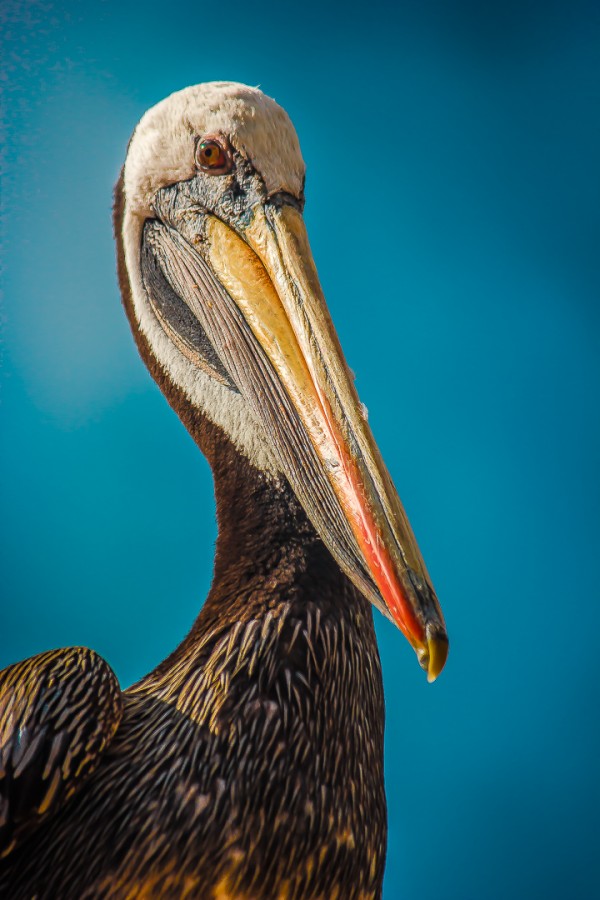La mirada penetrante del pelicano