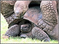 Tortugas de Galápagos