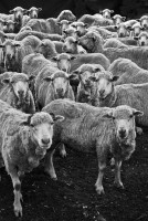 Contando ovejitas