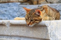 Un gato en las ruinas de Patmos