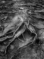 Claroscuro de raíces