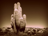 Cactus (Jujuy, Argentina)