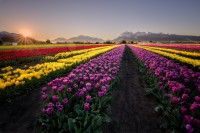 Campo de Tulipanes