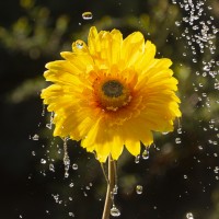 La Flor y el Agua