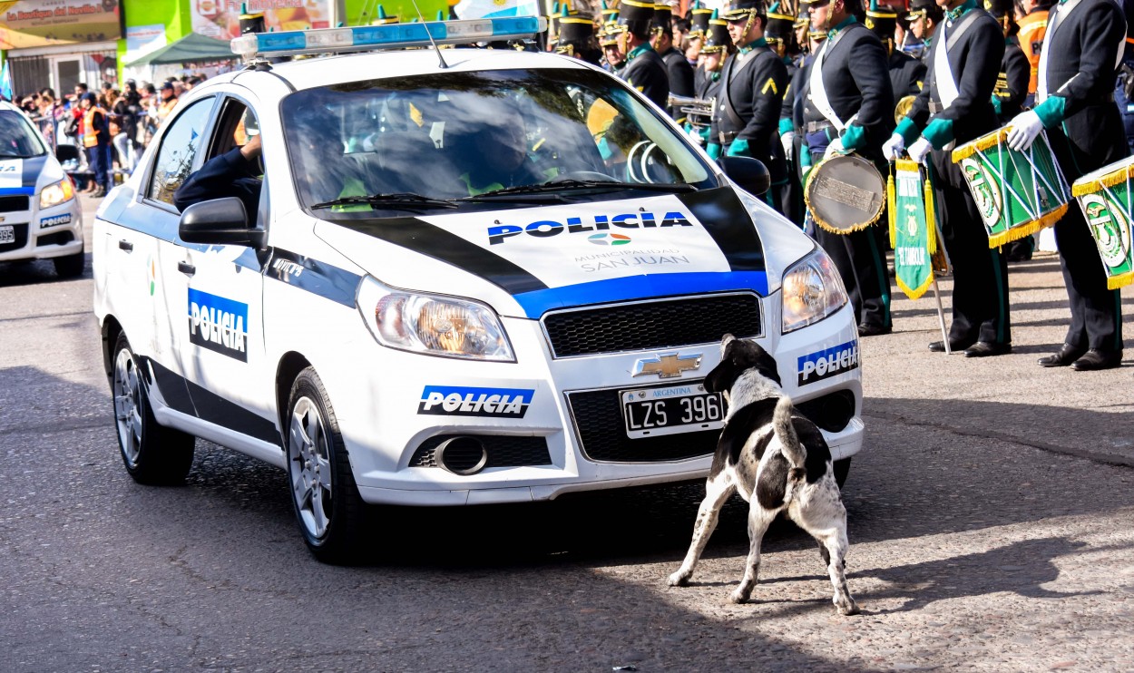 Perro polica