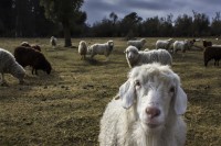 Retrato de una cabra con sus amigas ovejas
