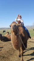 Mongolia camello Edit montada