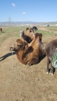 Mongolia camellos