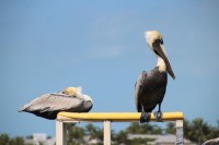 Pelicanos al sol