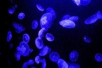 Blue Jelly Beings