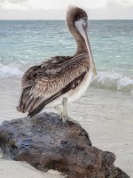 pelicano do caribe