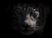 Retrato tigre