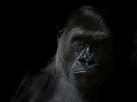 Retrato Gorila