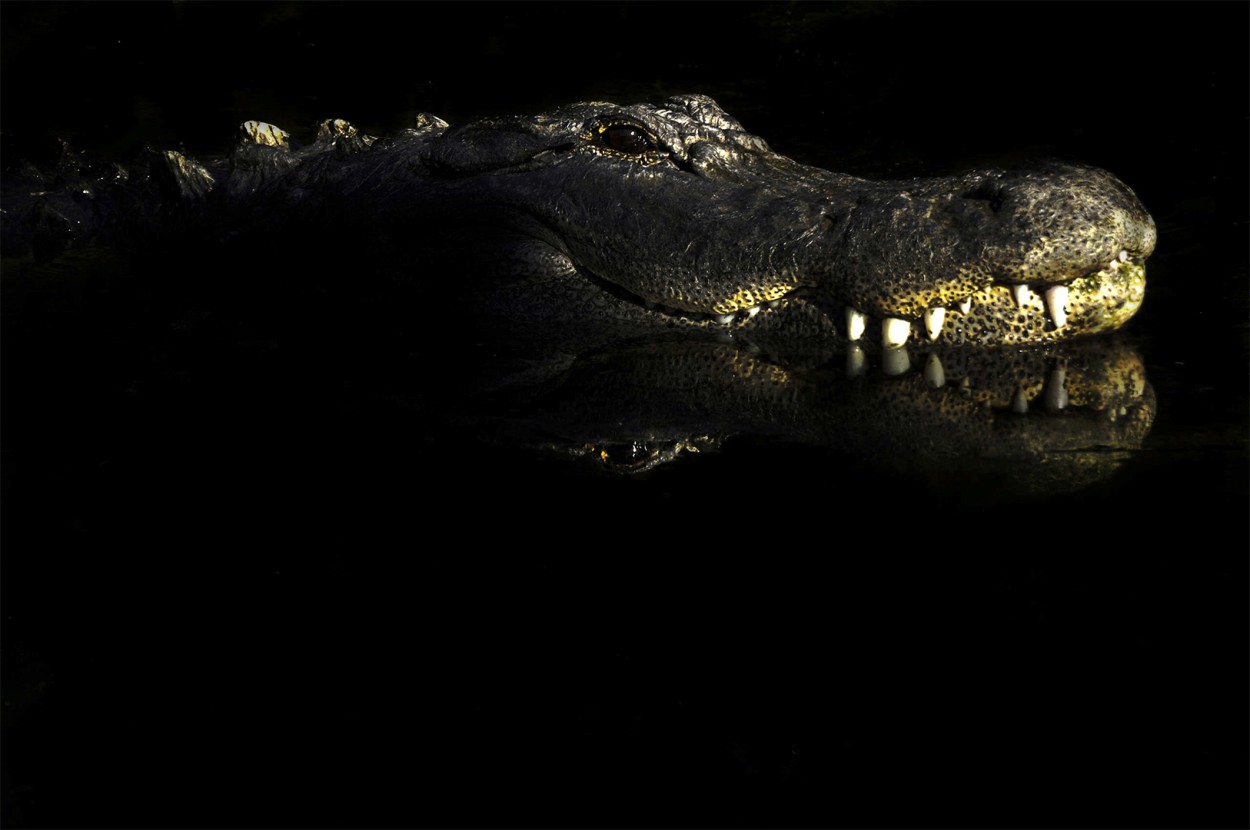 Retrato Alligator