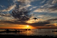 Volando en el atardecer...