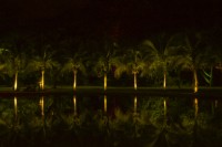 Reflejo de palmeras