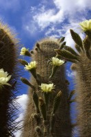 Cactus en Flor
