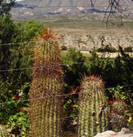 cactus salteo