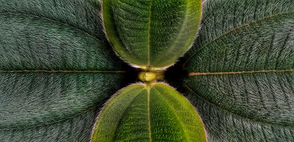 Secreto del interior de las hojas
