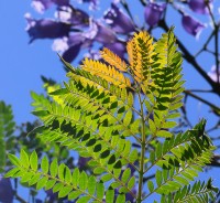 Jacarand