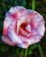 Rosada rosa