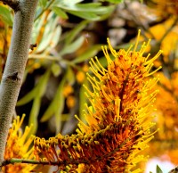Flor de Roble Australiano