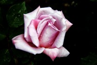 Rosa rosae..