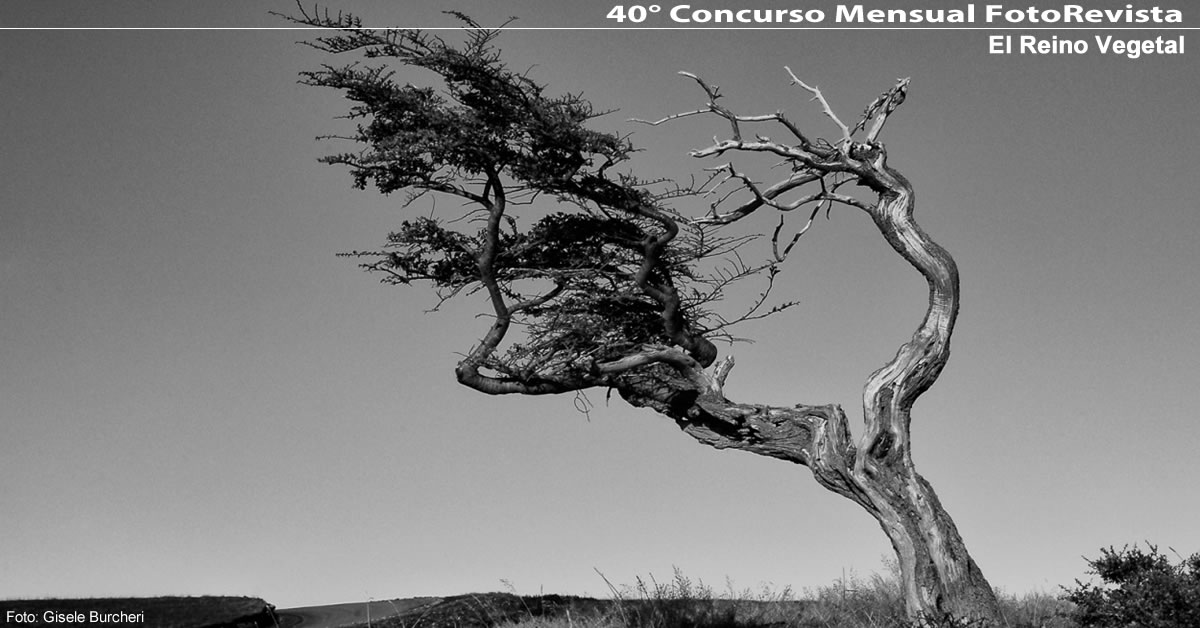 40° Concurso Mensual de FotoRevista