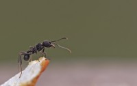Hormigas en el horizonte