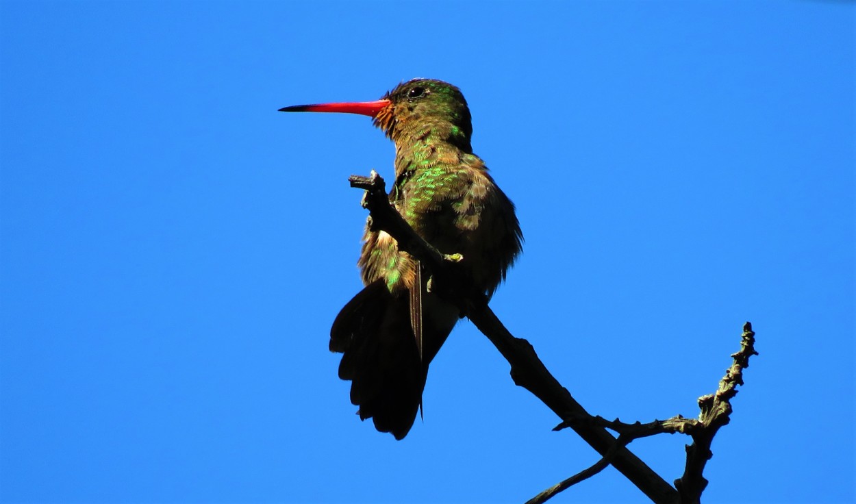 colibri en pose