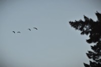 Aves volando