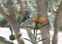 El colibr de Valeria