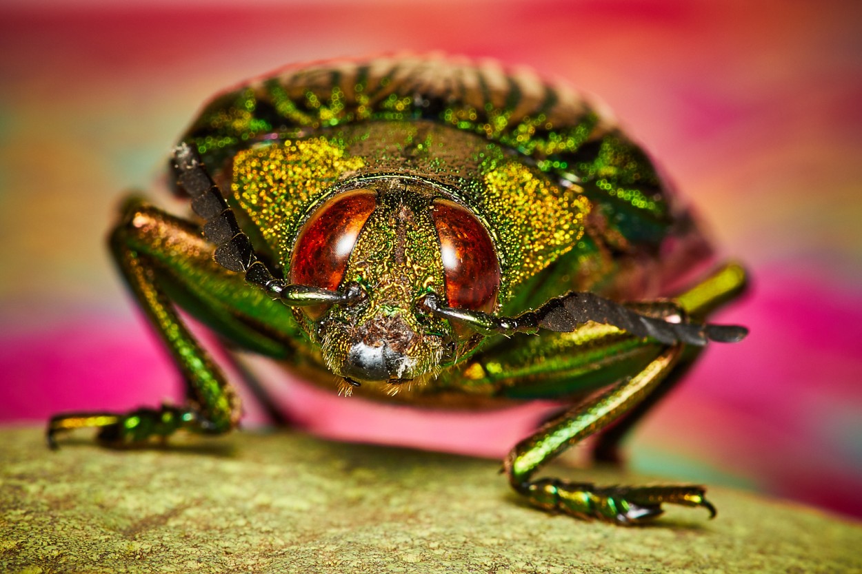 Escarabajo Joroba (Buprestidae)