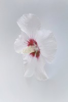 White Flower Hibiscus
