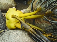 alga amarilla
