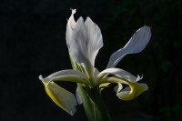 Claroscuro floral