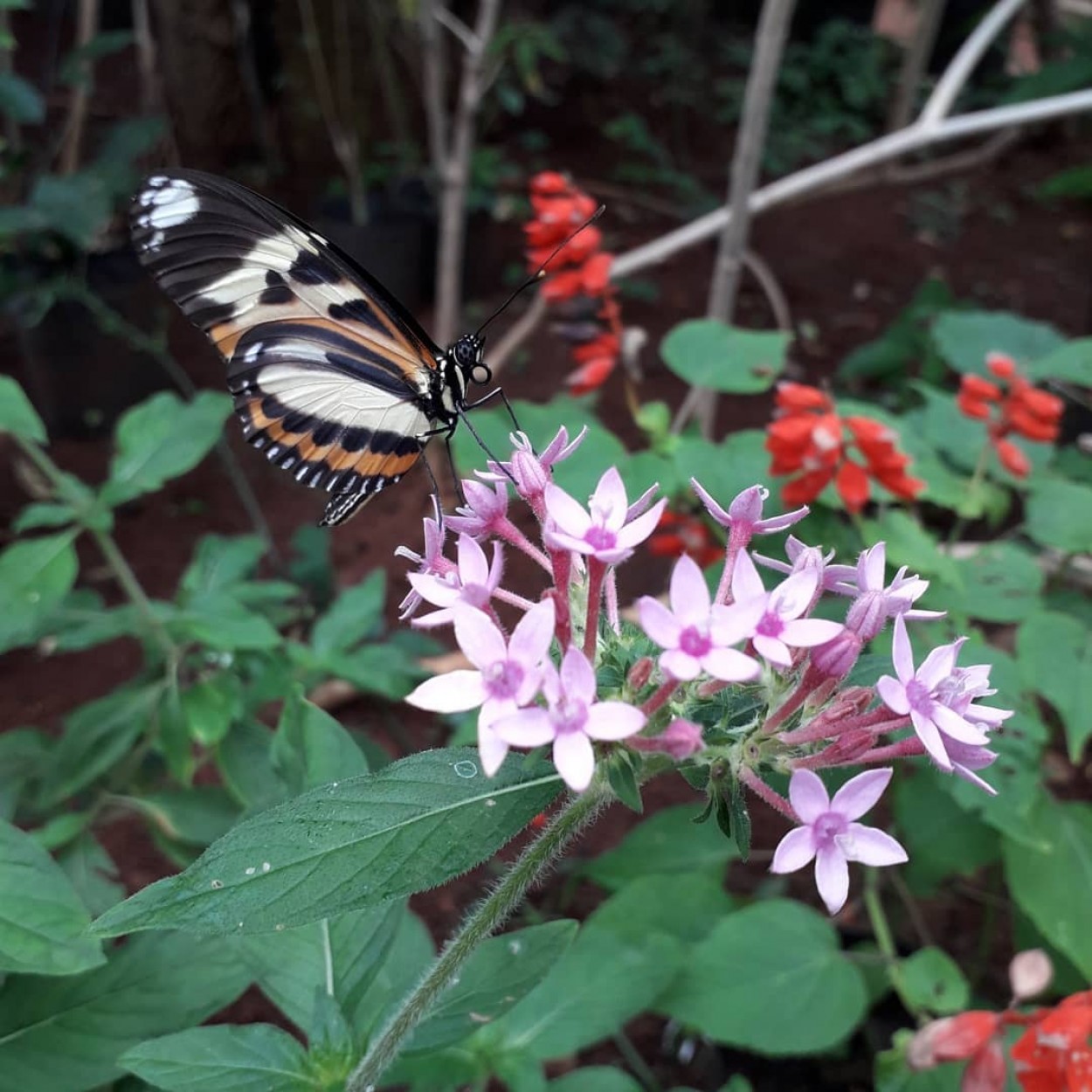 Mariposa en Flor.