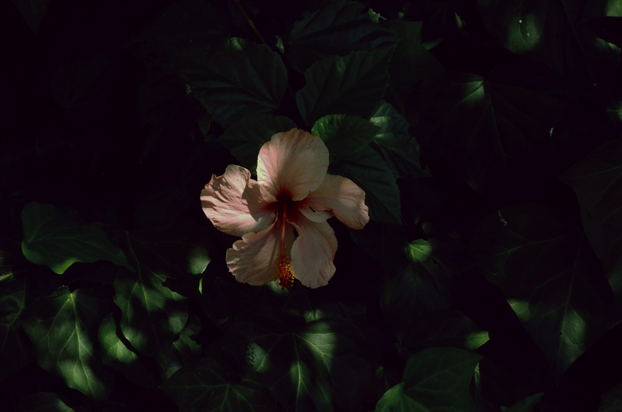 Hibiscus rosa-sinensis, llamado comnmente rosa ch