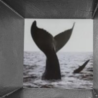 La vertical de la ballena