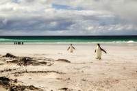 pinguinera de Volunteer Point, Islas Malvinas